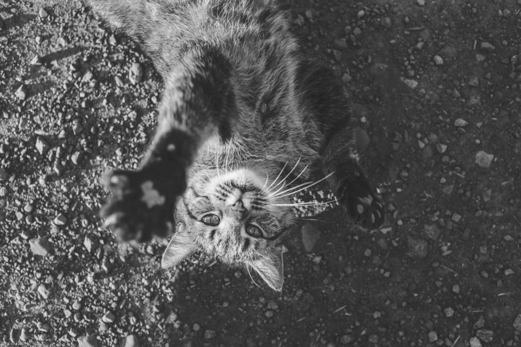 animal-pet-cute-cat