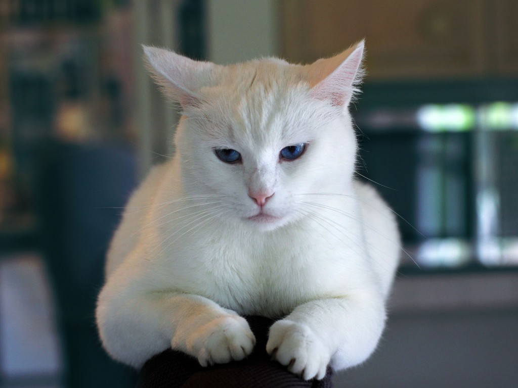animal-sitting-animals-insi