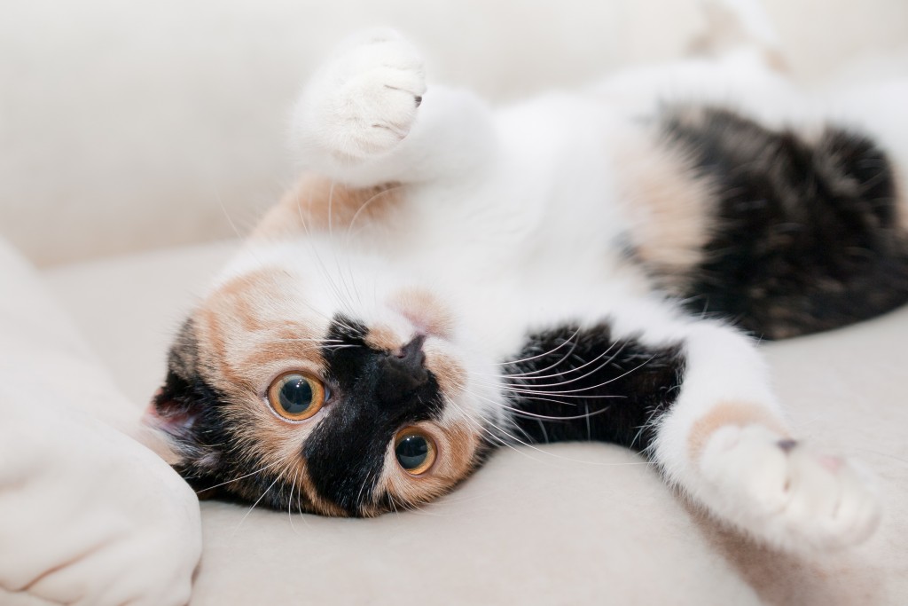 cat-649164