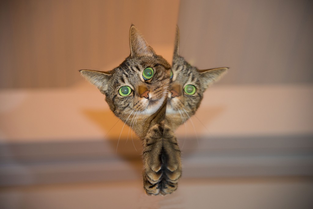 cat-697113