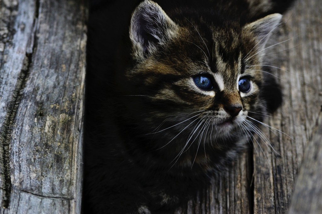 cat-914110