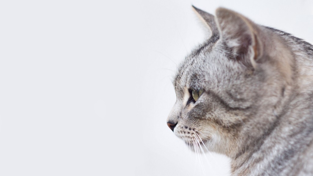 cat-984367_1920