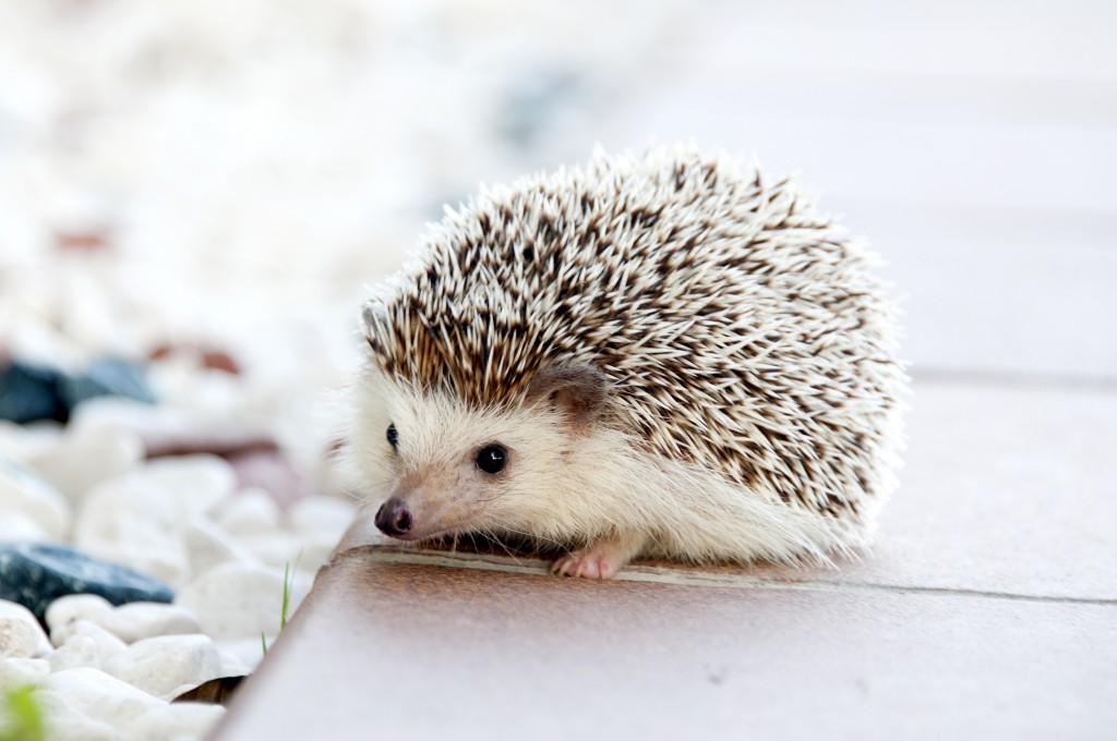 hedgehog-468228