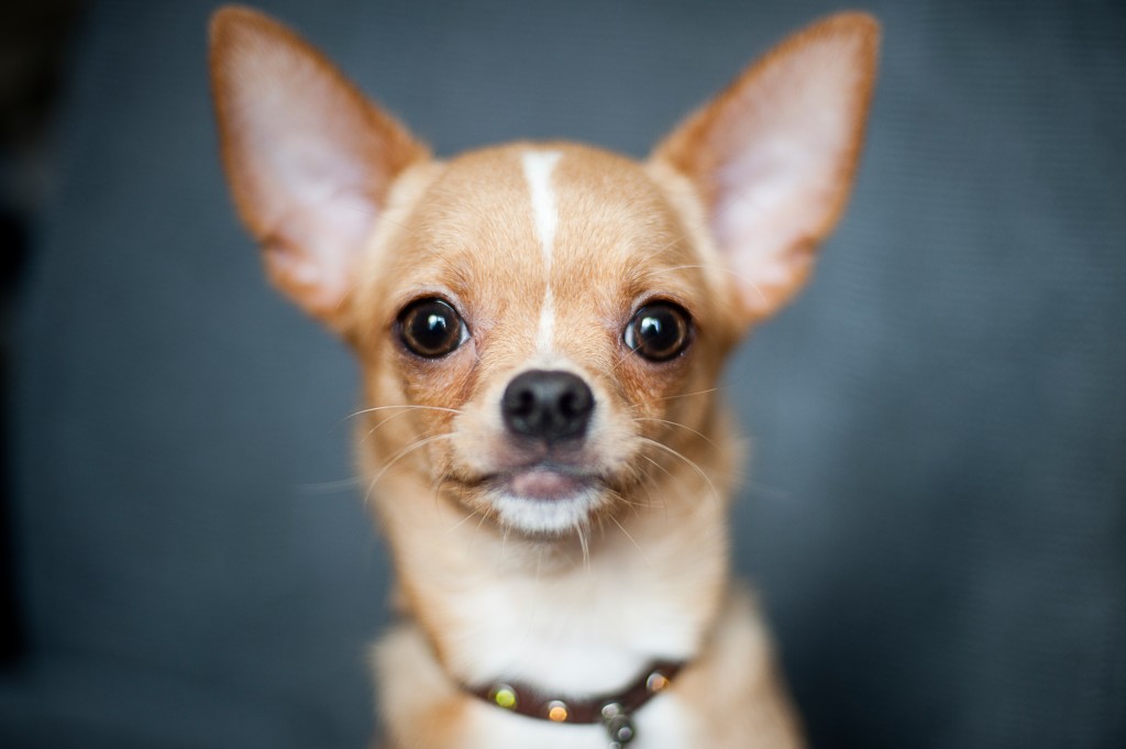 Chihuahua portrait http://barnimages.com/