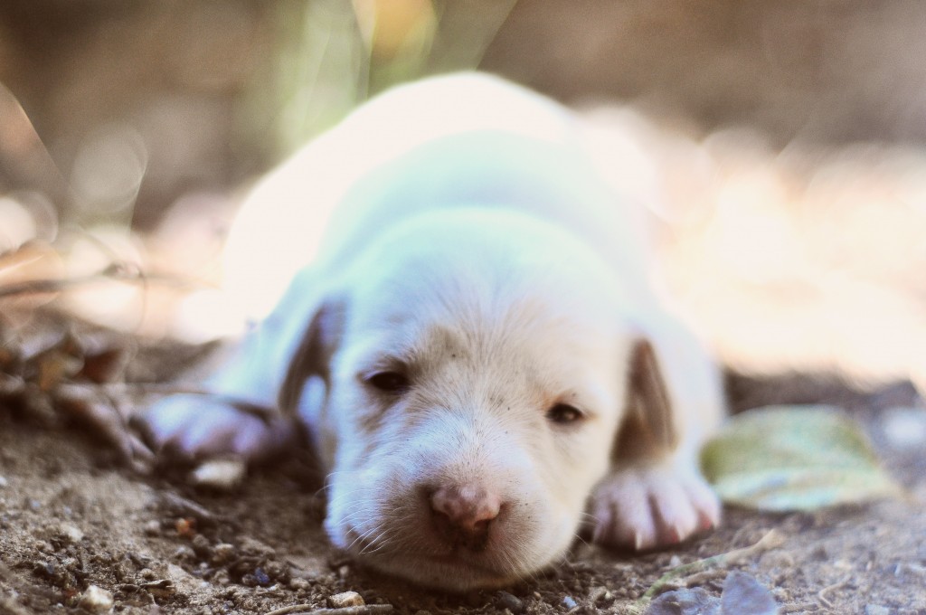 BarnImages: free high-resolution photography for your website, blog, app, and any other need. http://barnimages.com/
