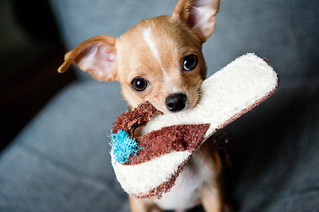 A silly chihuahua http://barnimages.com/